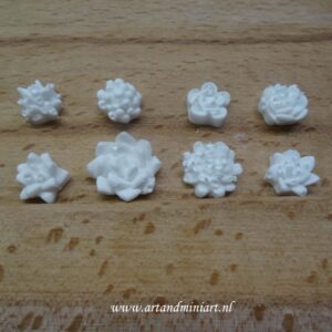 plant, decoratief, seculent,
